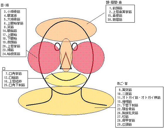 筋肉図